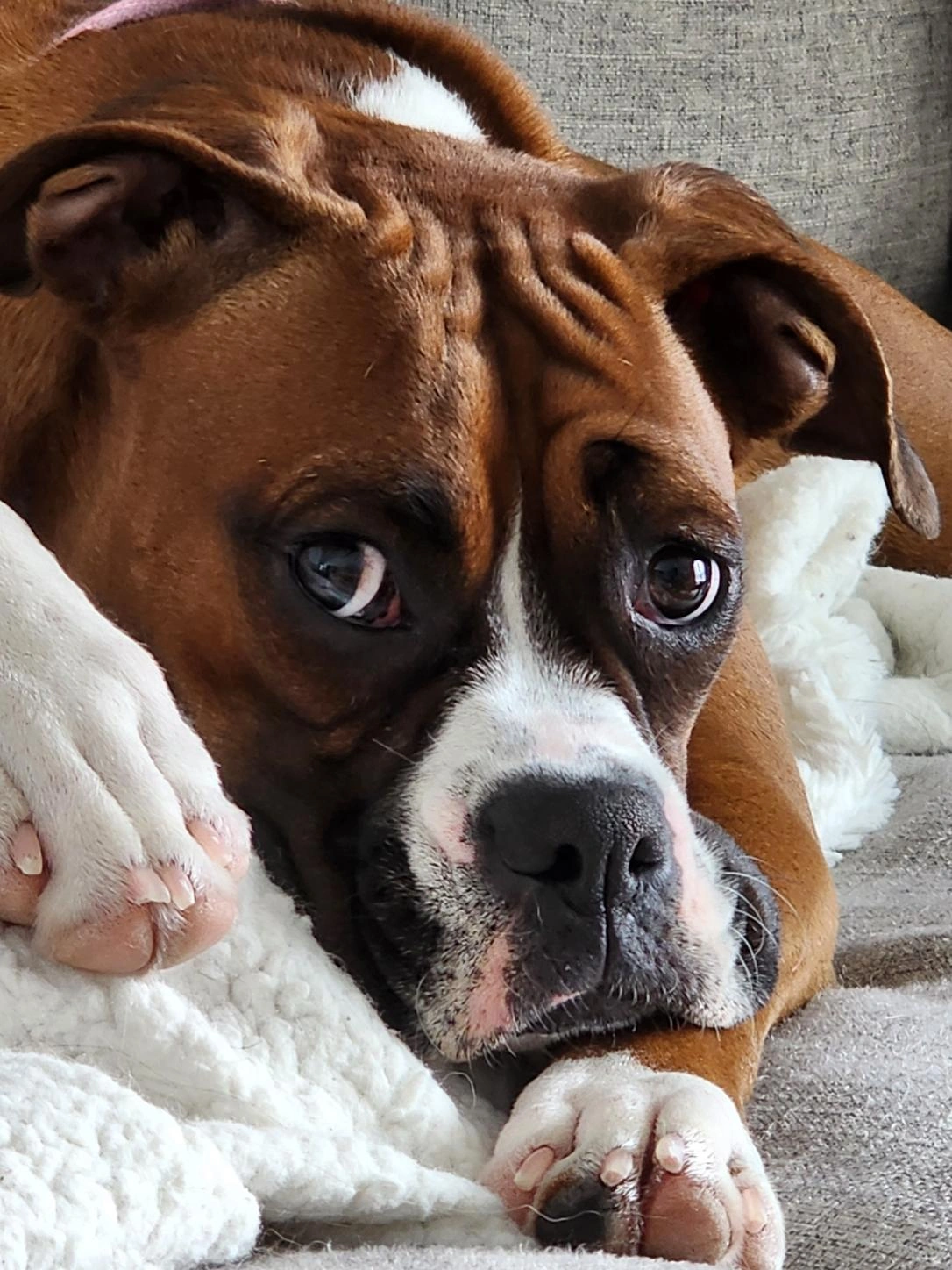 A relaxed boxer resting on a soft blanket at home
