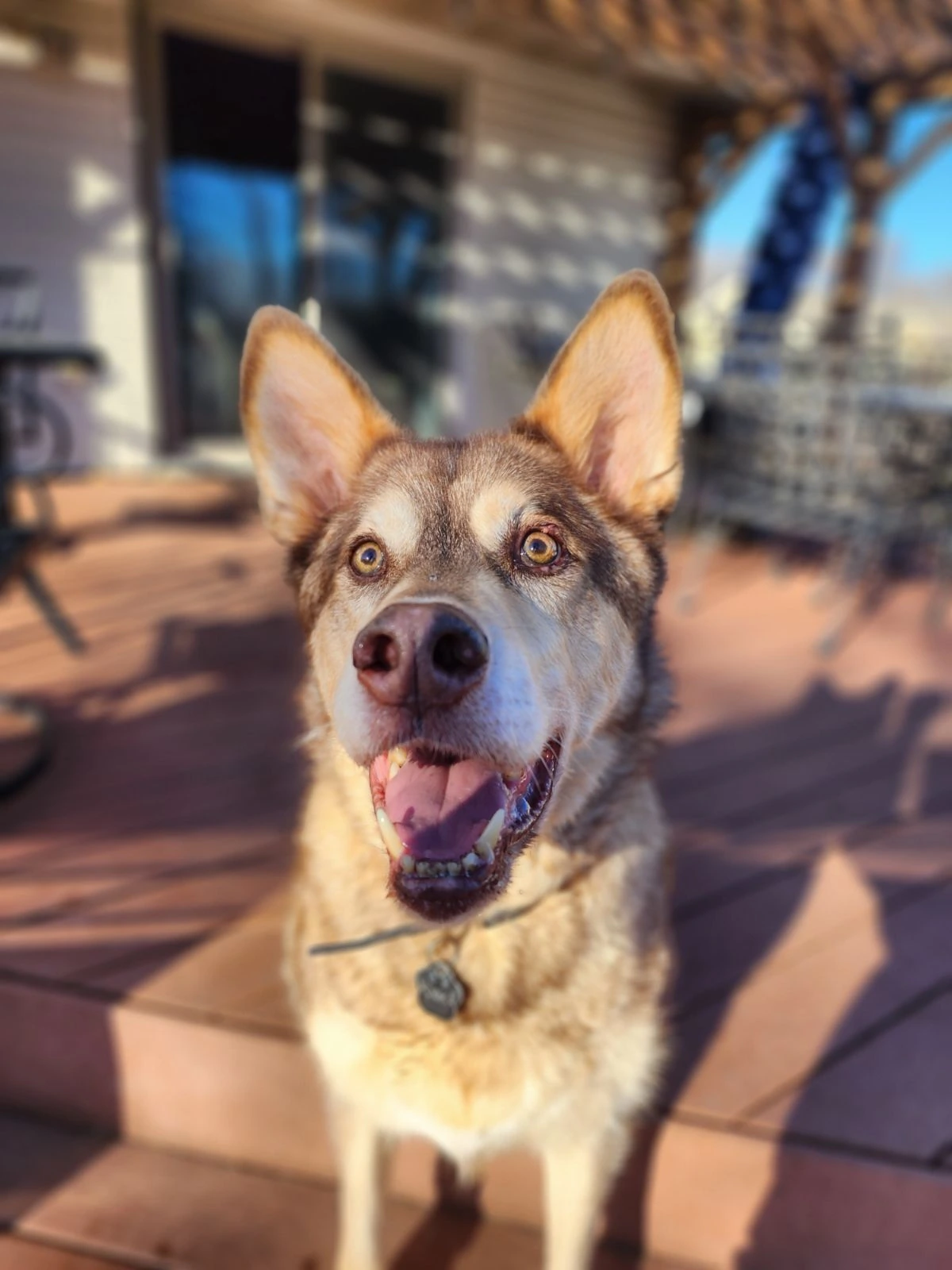A happy brown-and-cream dog with upright ears on a deck