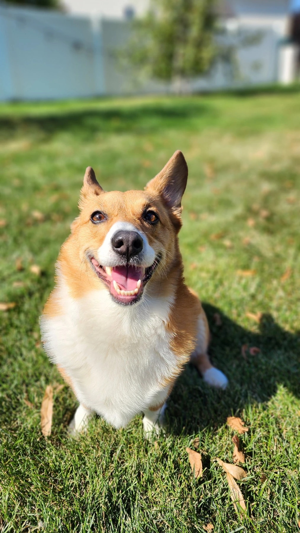 A smiling corgi sitting in a sunny yard