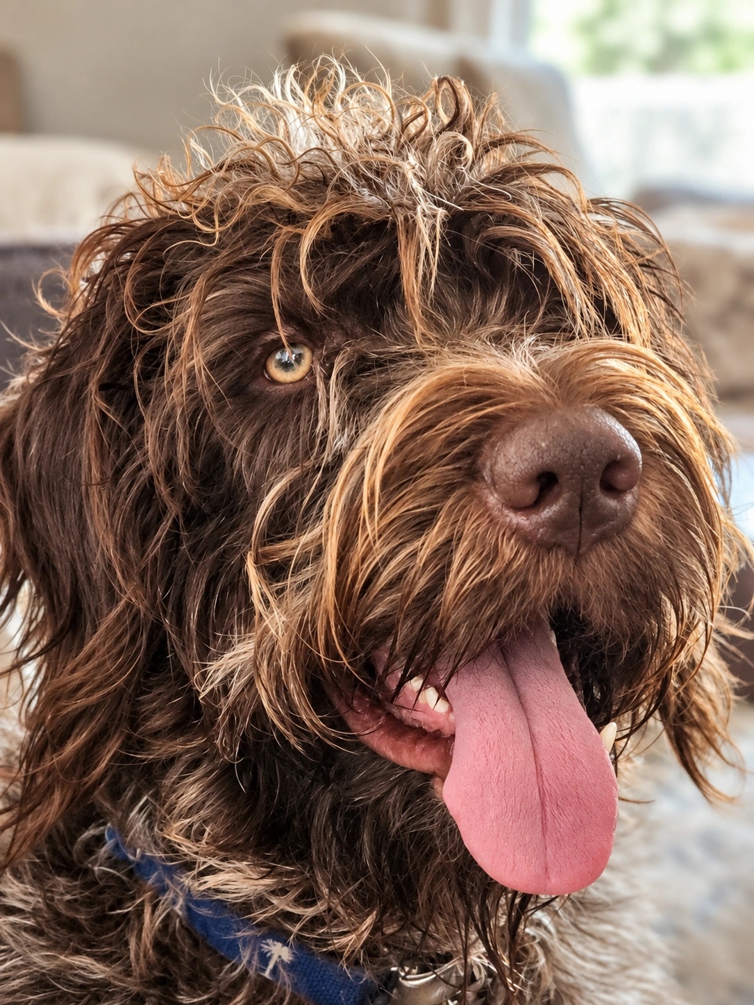 A happy wirehaired brown dog with detailed shaggy fur